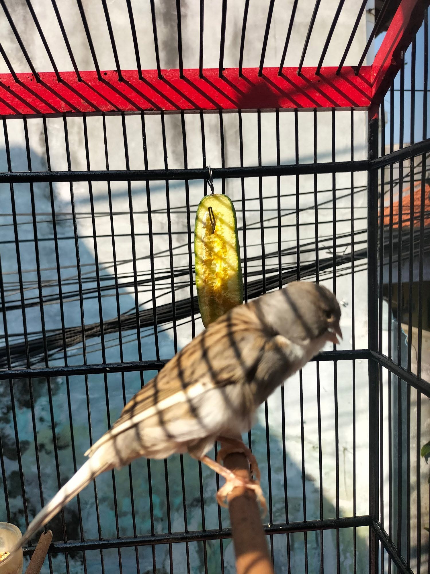 JUAL BURUNG KENARI – STANDAR BESAR PAMAN 🐤