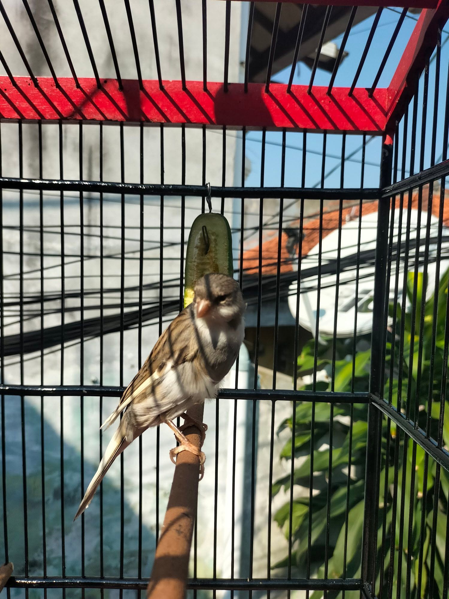 JUAL BURUNG KENARI – STANDAR BESAR PAMAN 🐤