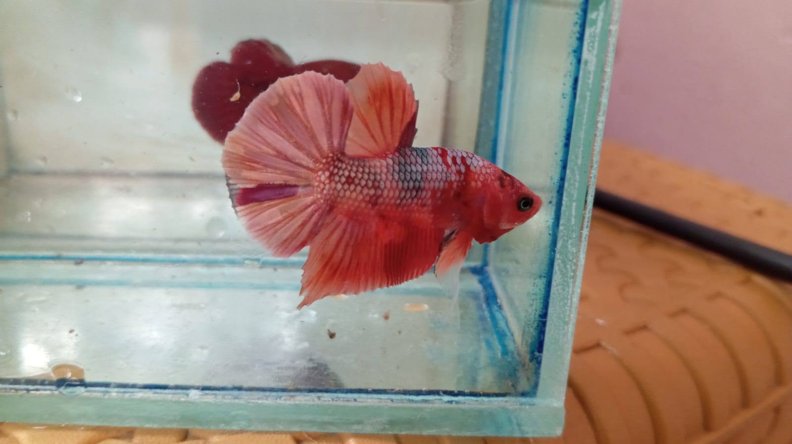 Jual Beli Ikan Cupang Bandung Avatar Berkualitas – FCCP, Yellowbase