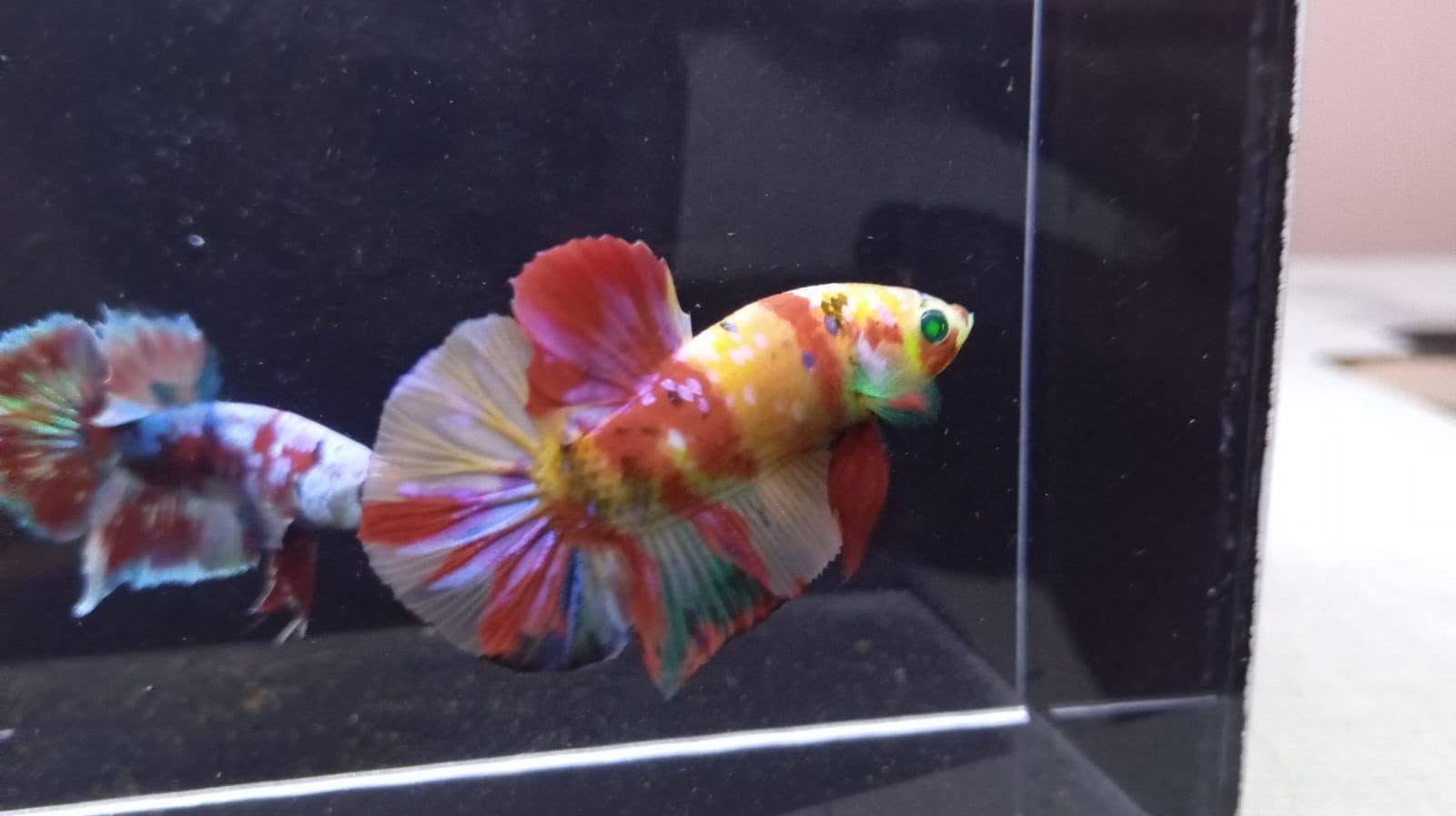 Jual Beli Ikan Cupang Bandung Avatar Berkualitas – FCCP, Yellowbase