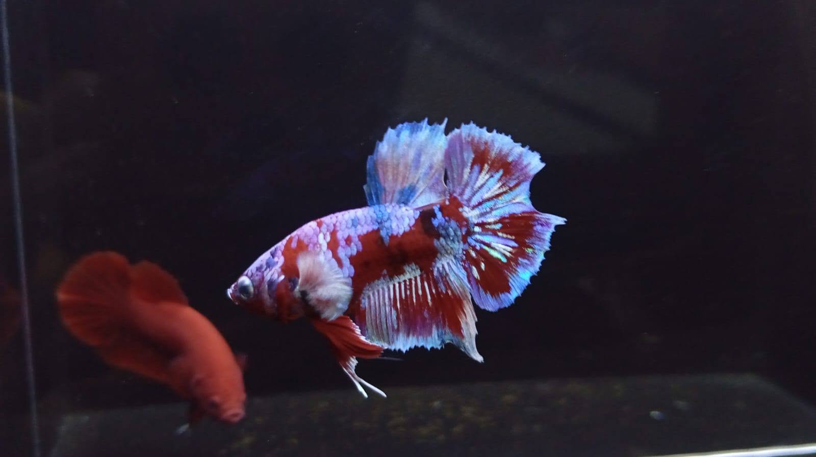 Jual Beli Ikan Cupang Bandung Avatar Berkualitas – FCCP, Yellowbase