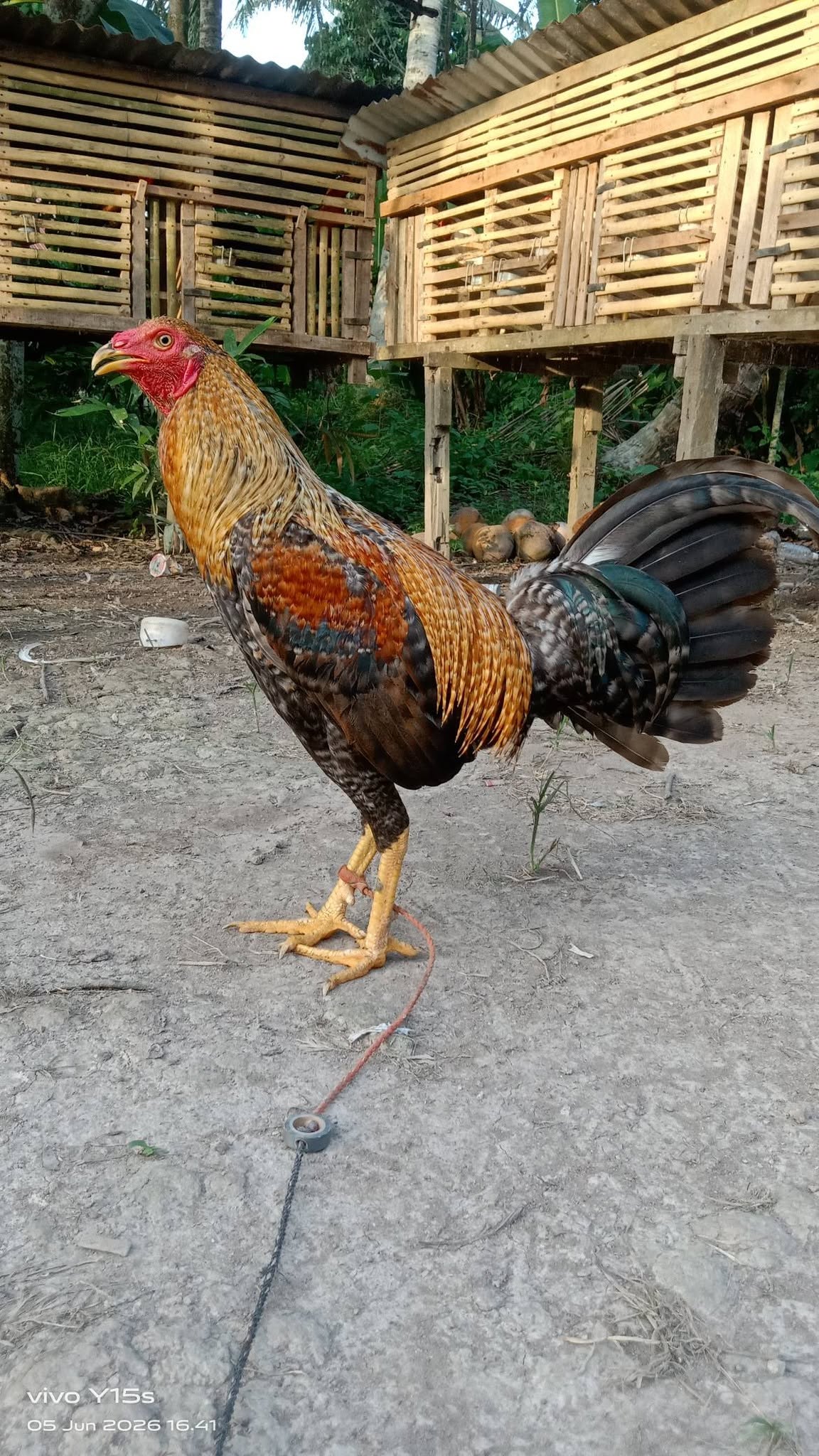 Jual Beli & Tukar Ayam Aduan Berkualitas – Bobot Besar, Siap Tarung