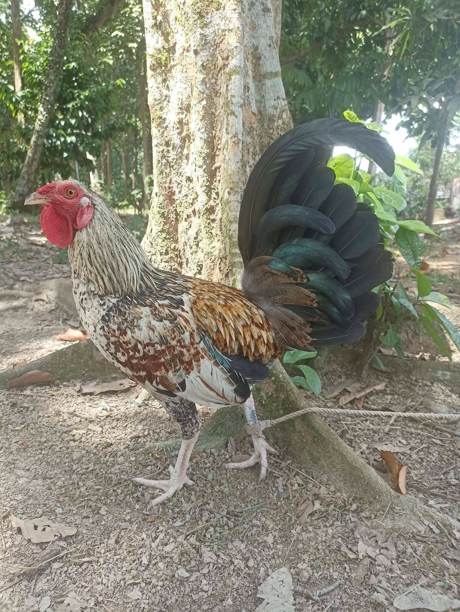 Jual Beli & Tukar Ayam Aduan Berkualitas – Bobot Besar, Siap Tarung