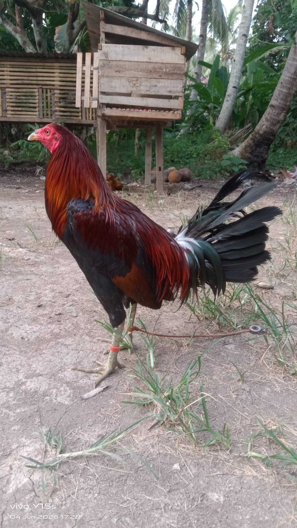 Jual Beli & Tukar Ayam Aduan Berkualitas – Bobot Besar, Siap Tarung