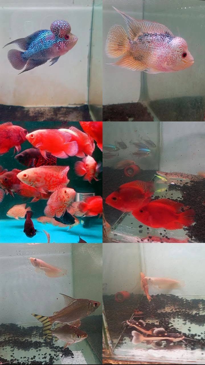 Buka 24 Jam! Ikan Hias & Predator Lengkap – Paket Hemat, Stok Masih Umrah
