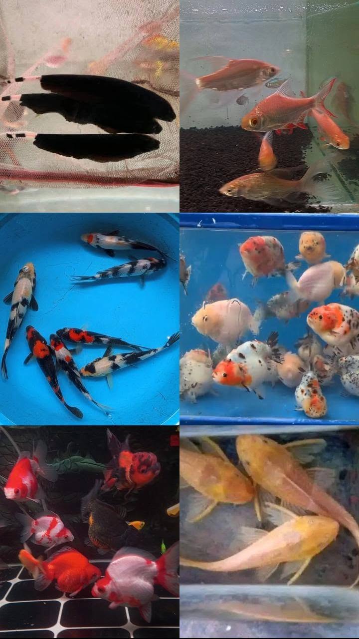 Buka 24 Jam! Ikan Hias & Predator Lengkap – Paket Hemat, Stok Masih Umrah