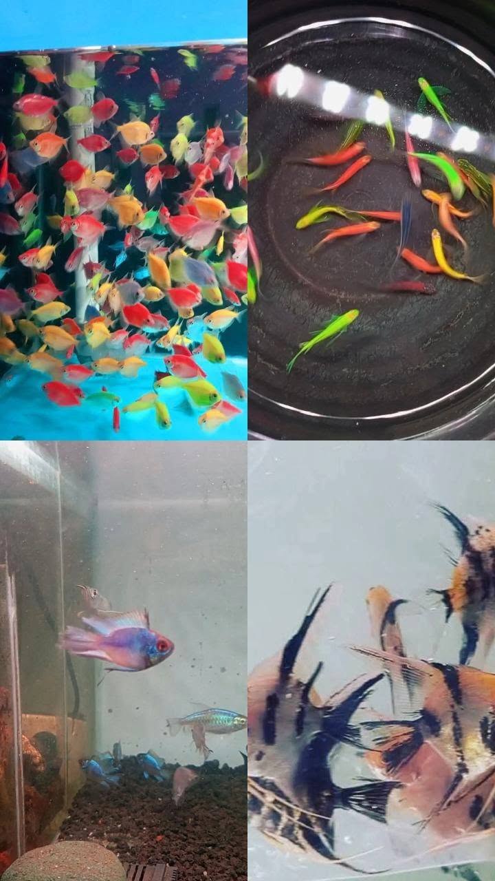 Buka 24 Jam! Ikan Hias & Predator Lengkap – Paket Hemat, Stok Masih Umrah