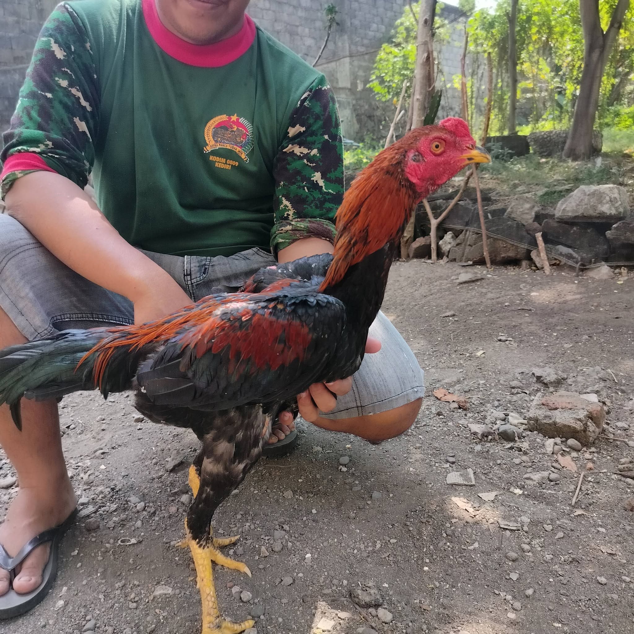 DIJUAL AYAM JAGO BANGKOK SUPER SIAP GAS 🐓