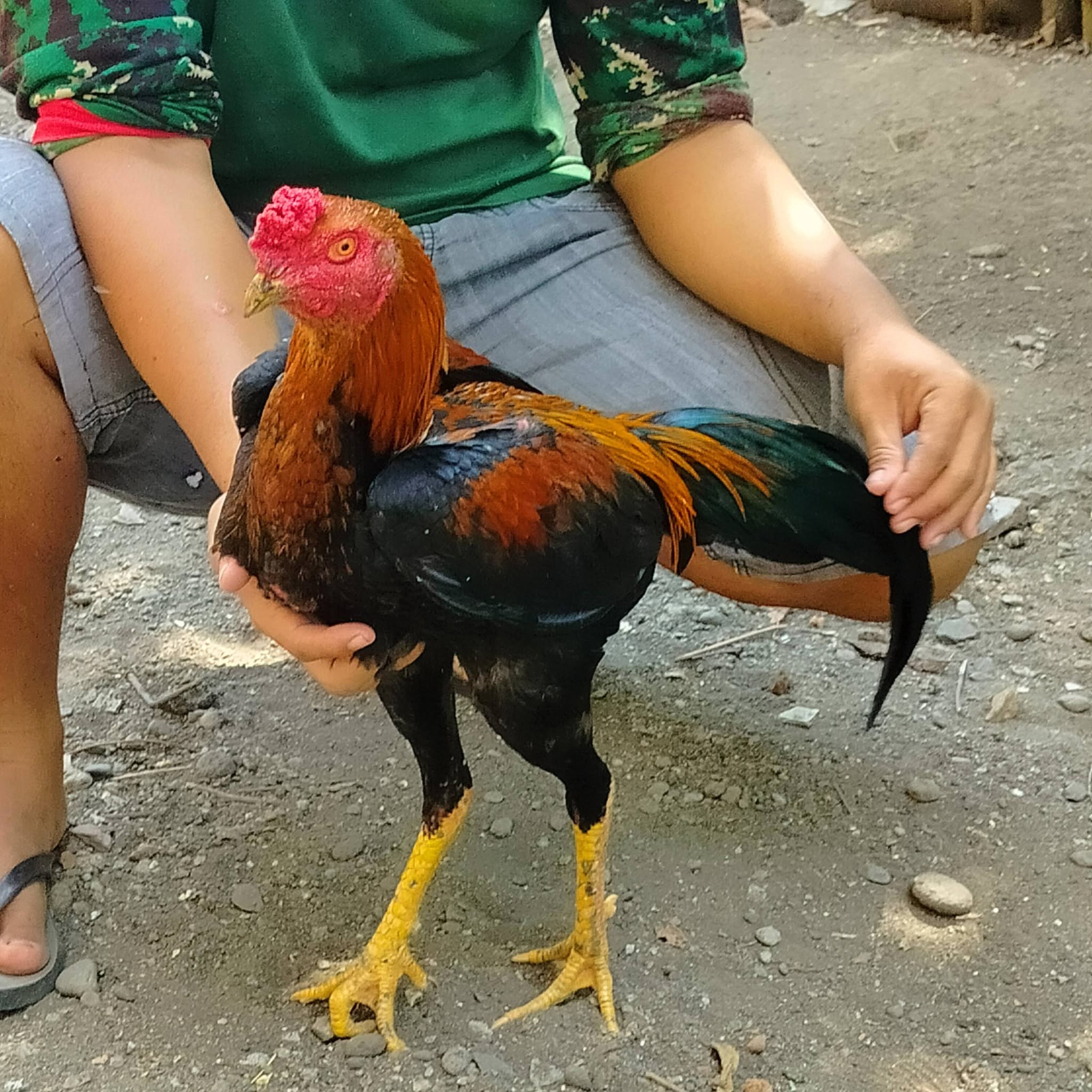 DIJUAL AYAM JAGO BANGKOK SUPER SIAP GAS 🐓