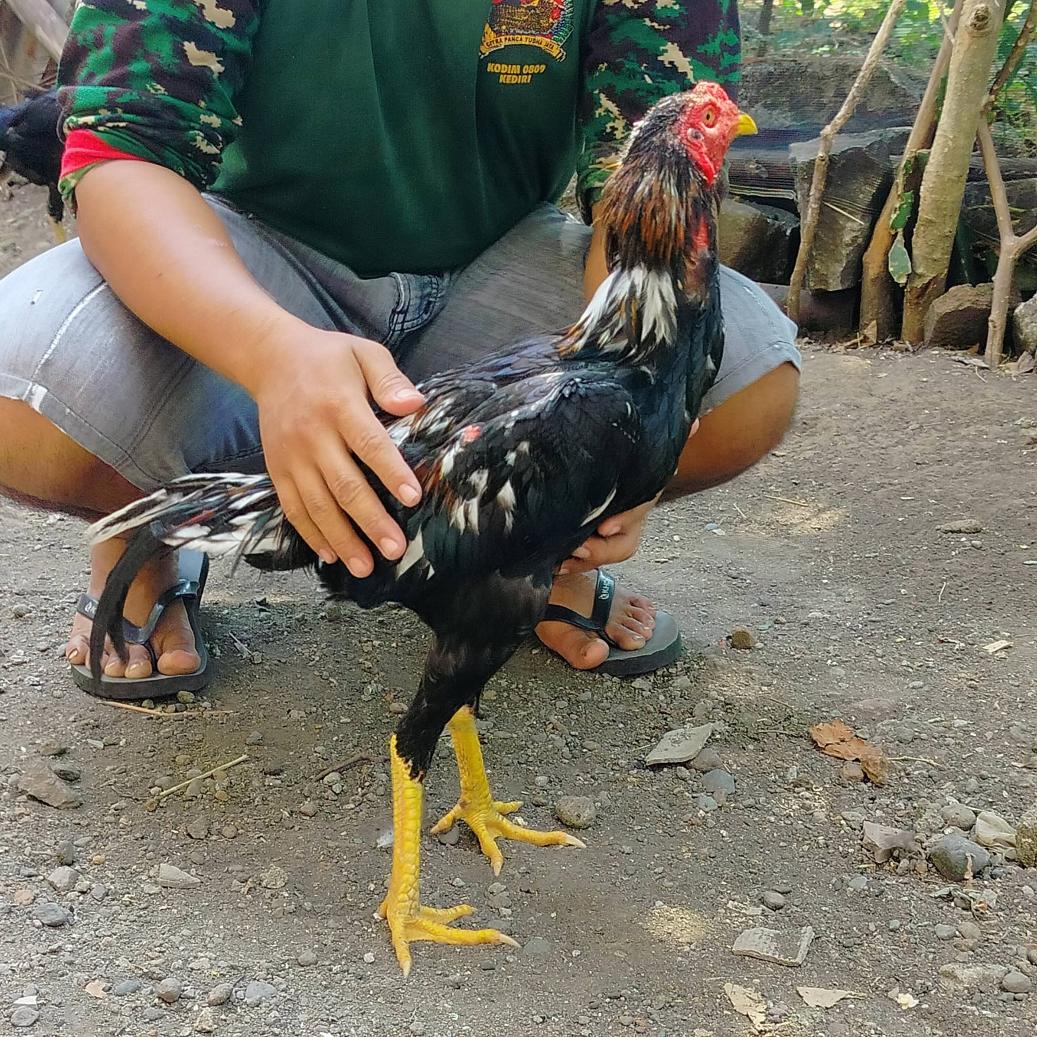 DIJUAL AYAM JAGO BANGKOK SUPER SIAP GAS 🐓