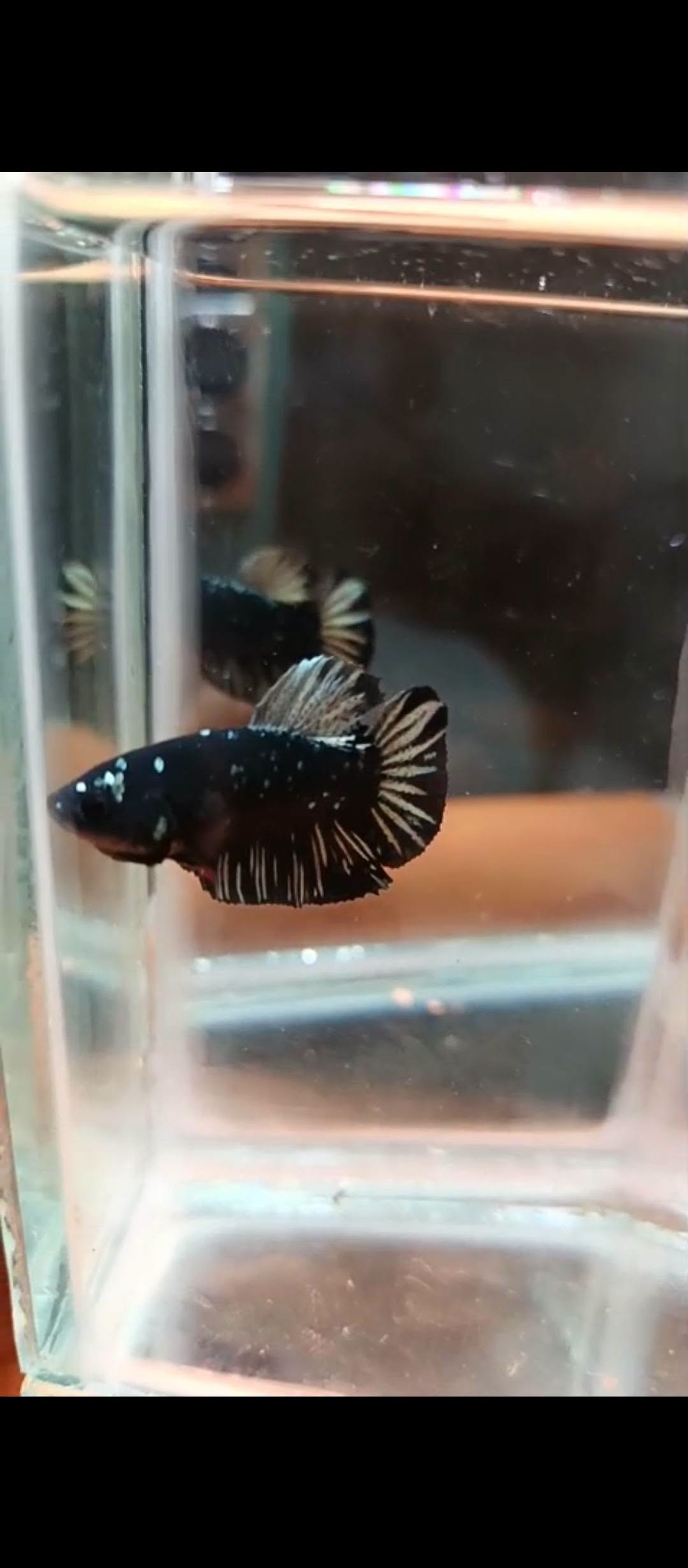 Jual beli Ikan cupang The Best 😁 HMPK Cakep Siap Gas! 🔥