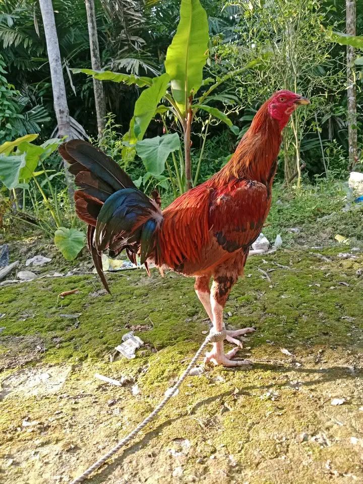 Jual Beli Ayam Petarung Berkualitas – Siap Kirim Luar Kota & Luar Pulau
