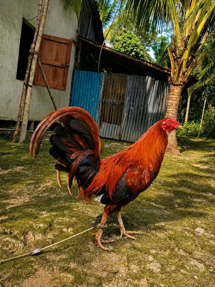 Jual Beli Ayam Petarung Berkualitas – Siap Kirim Luar Kota & Luar Pulau