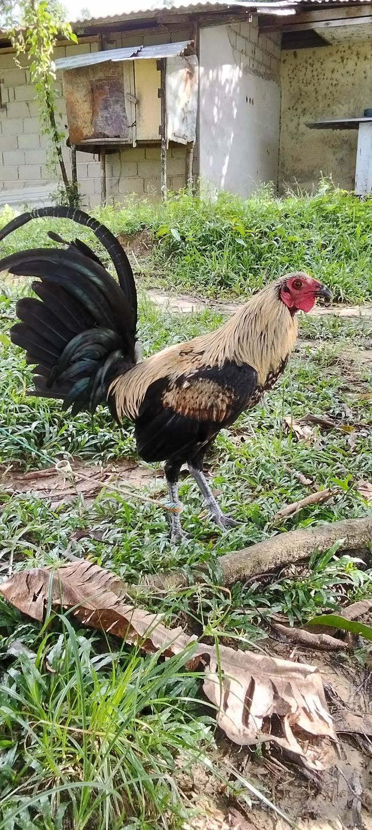 Jual Beli Ayam Sabung Sintang Berkualitas — Siap Tempur!