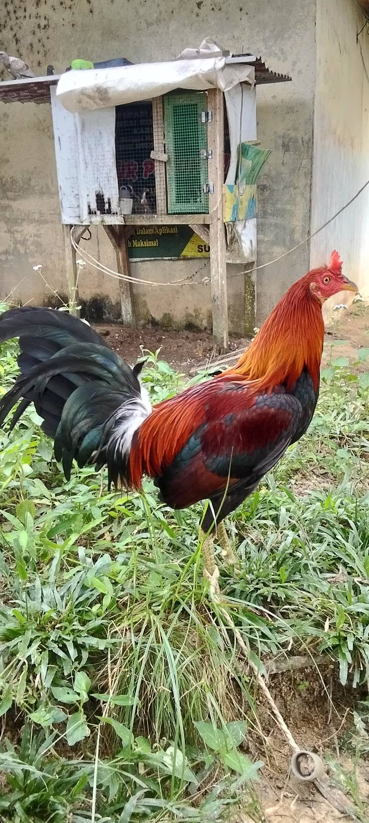 Jual Beli Ayam Sabung Sintang Berkualitas — Siap Tempur!