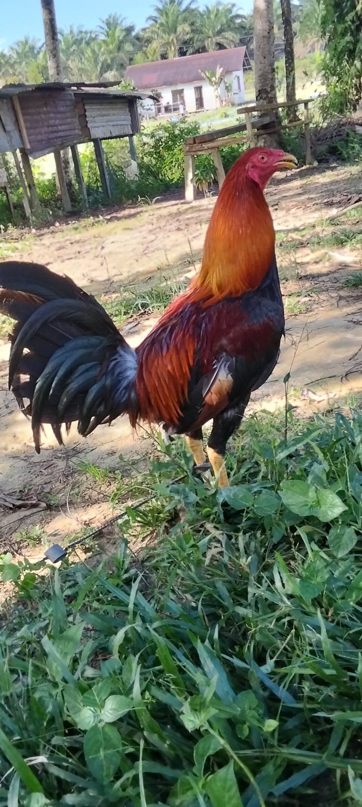 Jual Beli Ayam Sabung Sintang Berkualitas — Siap Tempur!