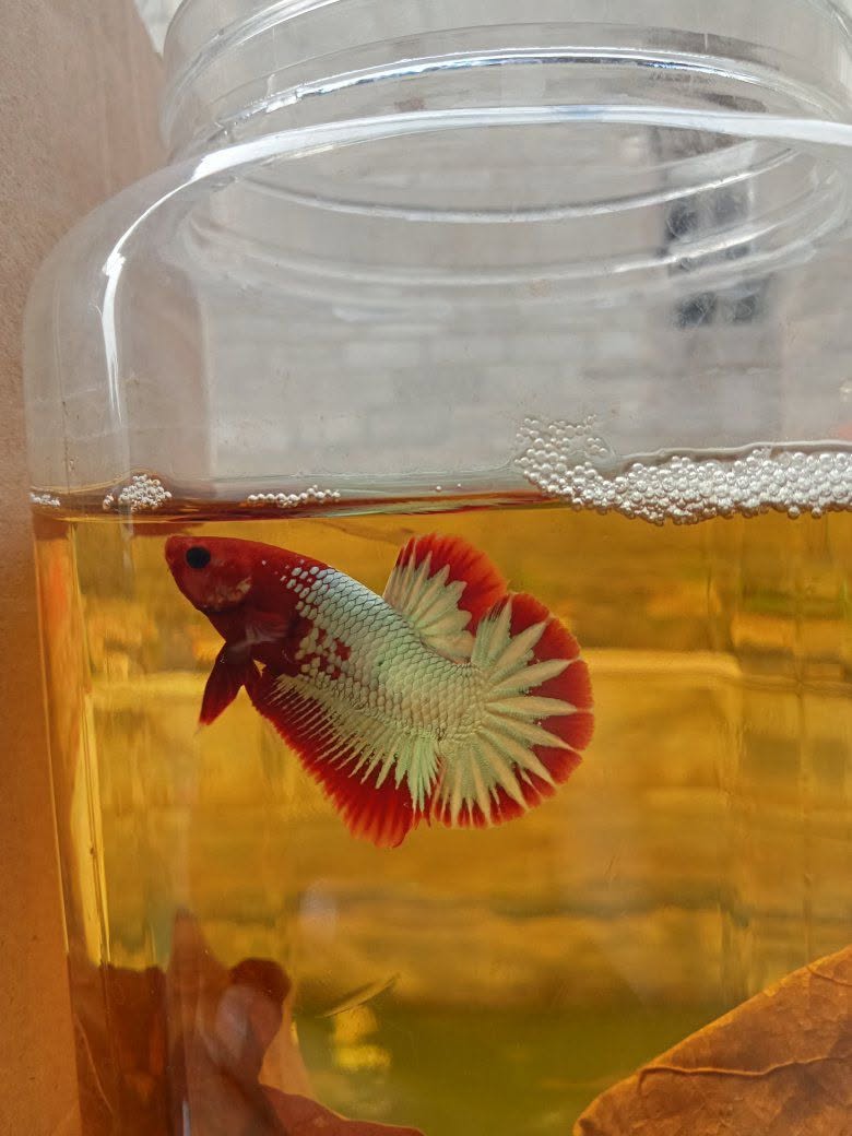 Jual Ikan Cupang Hellboy FCGP Red Batterplay – Sisa 3 Ekor! | Curug Tangerang