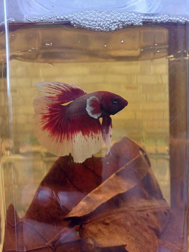 Jual Ikan Cupang Hellboy FCGP Red Batterplay – Sisa 3 Ekor! | Curug Tangerang