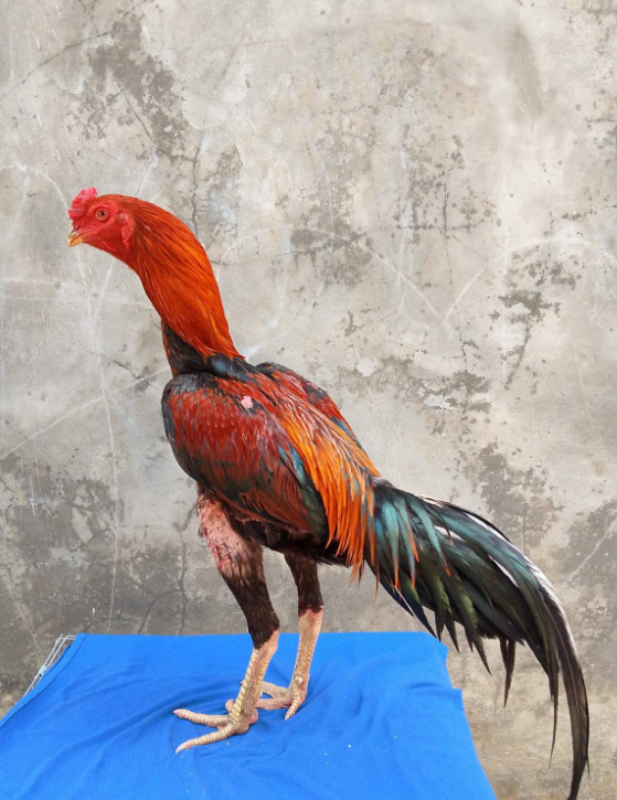 Jual Ayam Bangkok Klasik Prospek Bagus – Tulang Badak, Mental Mulai Keluar!