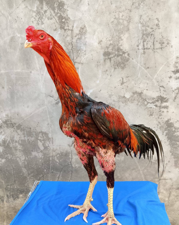 Jual Ayam Bangkok Klasik Prospek Bagus – Tulang Badak, Mental Mulai Keluar!