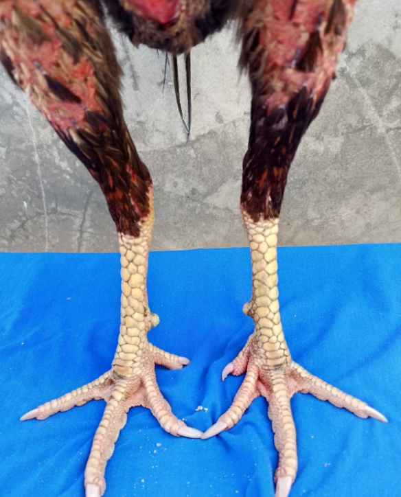 Jual Ayam Bangkok Klasik Prospek Bagus – Tulang Badak, Mental Mulai Keluar!