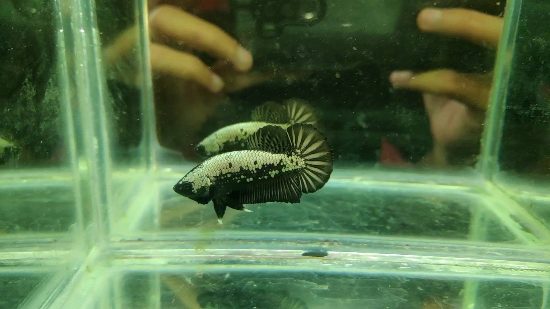 Jual Beli Ikan Cupang Bandung | Koleksi Lengkap, Sehat & Harga Standar