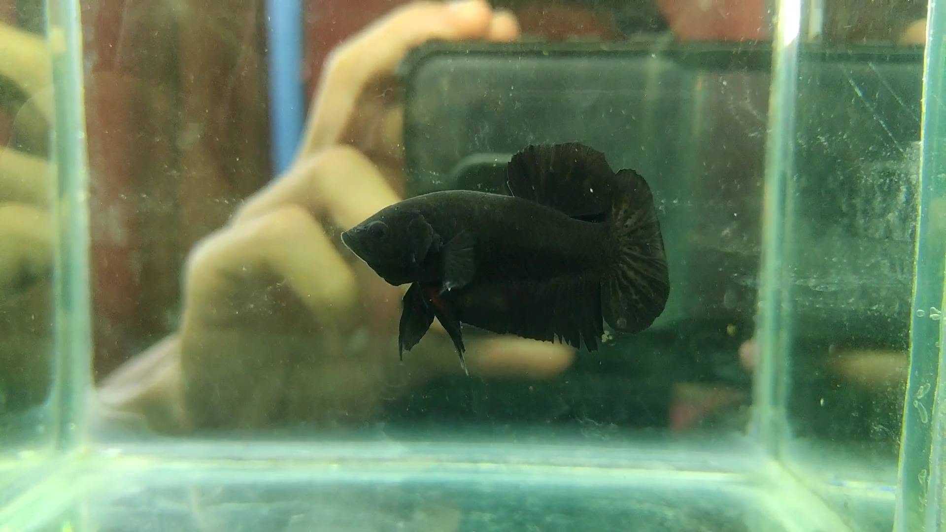 Jual Beli Ikan Cupang Bandung | Koleksi Lengkap, Sehat & Harga Standar