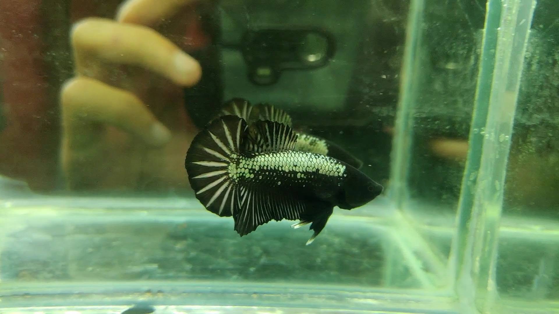 Jual Beli Ikan Cupang Bandung | Koleksi Lengkap, Sehat & Harga Standar