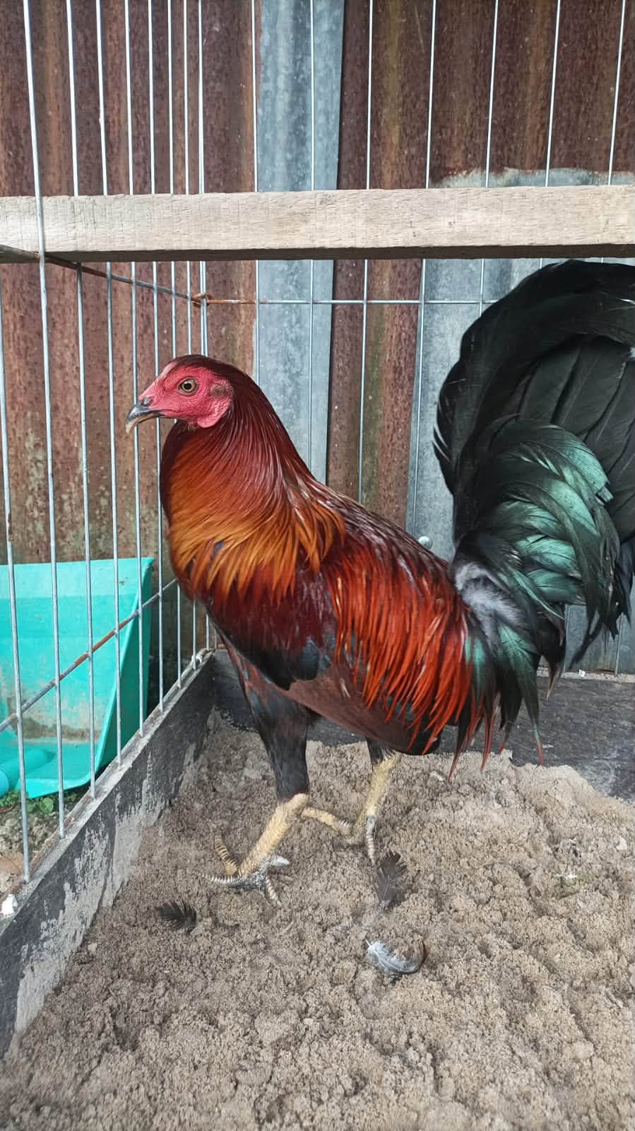 Jual Ayam Filipina Siap Tarung – Balikpapan Kota 🔥