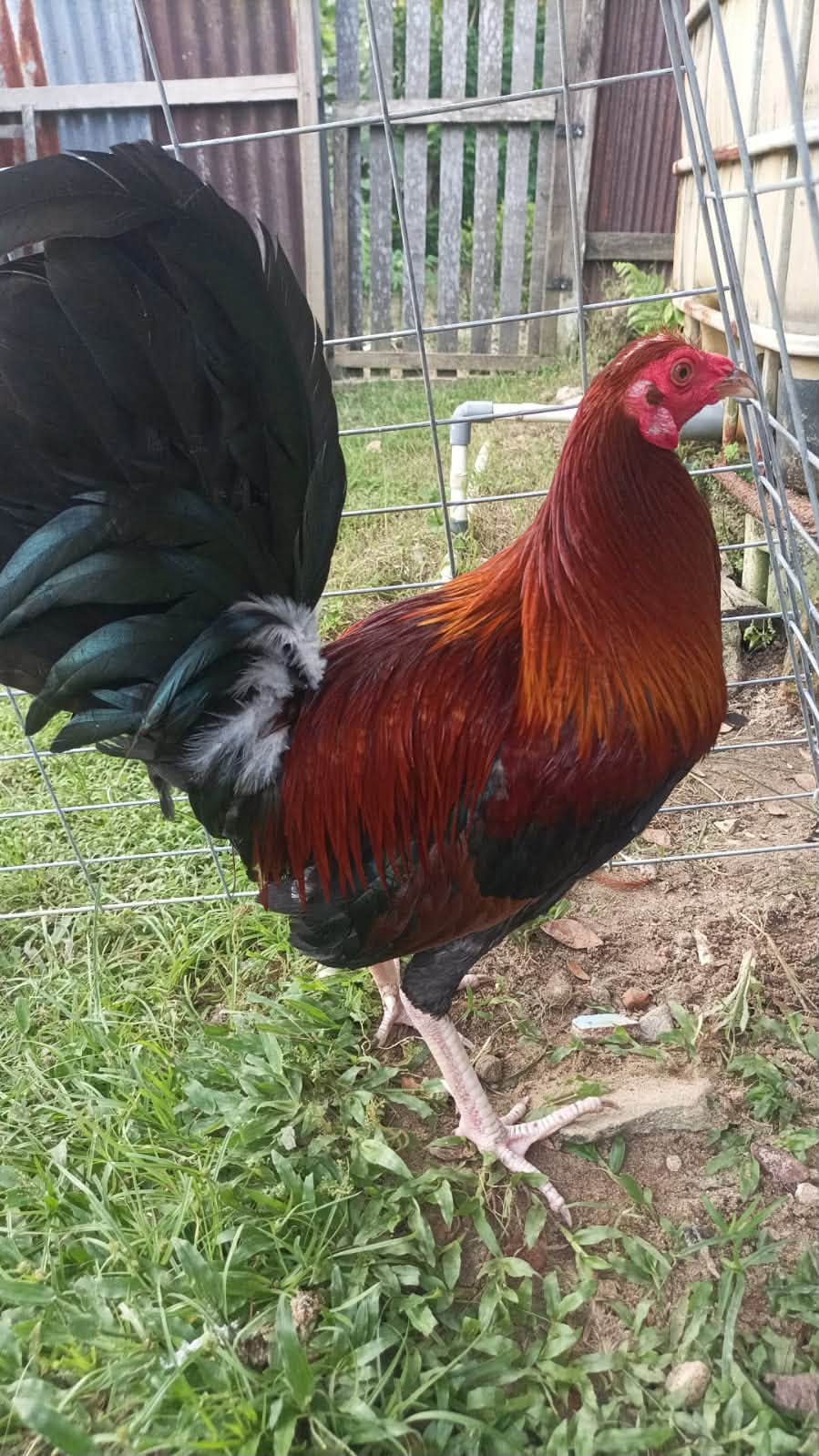 Jual Ayam Filipina Siap Tarung – Balikpapan Kota 🔥