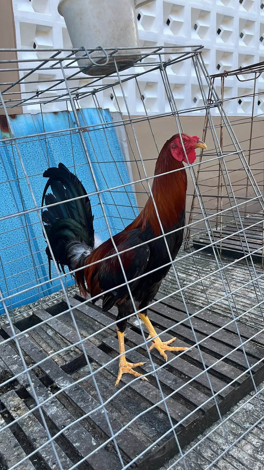 Jual Ayam Filipina Siap Tarung – Balikpapan Kota 🔥