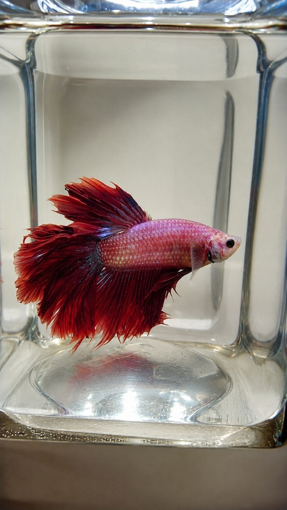 READY STOK Multi, FCCP, Avatar, CT Mascot & Blue Rim Bolo – Kualitas Mantap