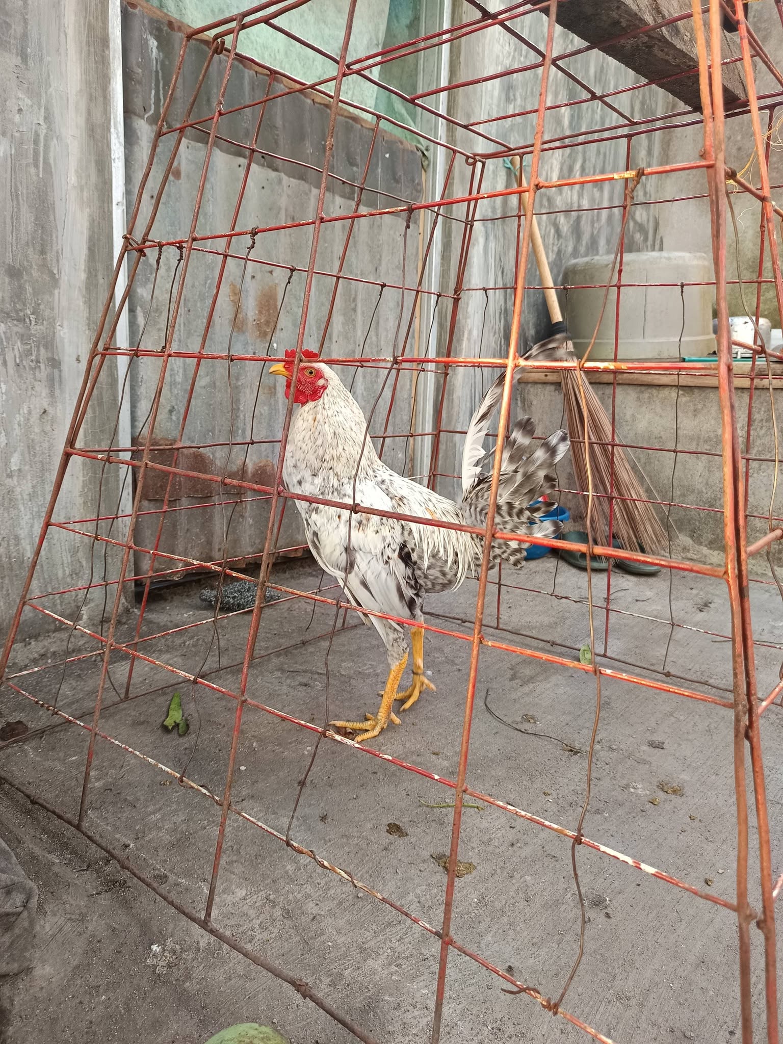 FOR SALE AYAM SIAP ADU – Kualitas Terbaik, Siap Kirim ke Seluruh Indonesia!