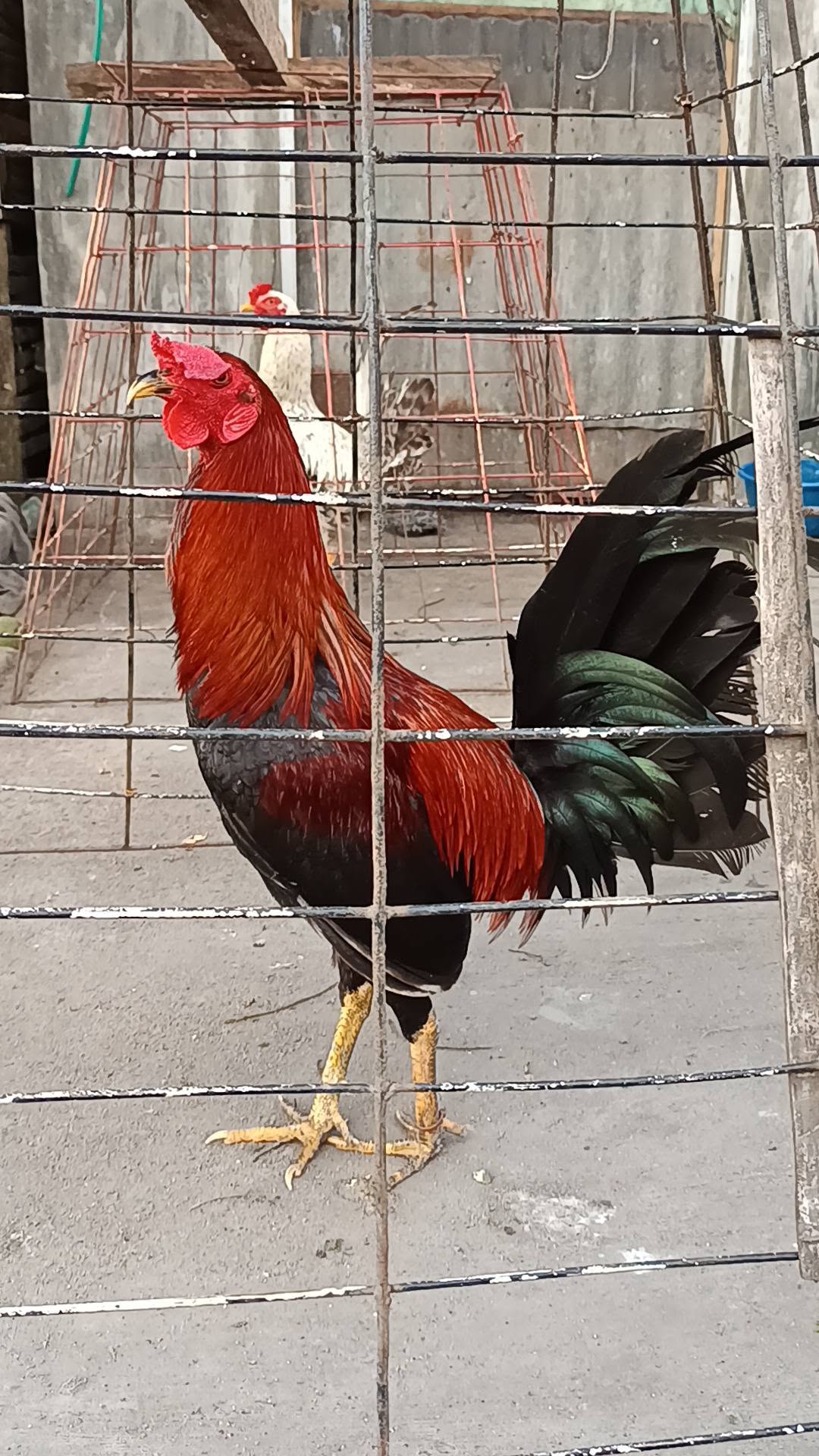 FOR SALE AYAM SIAP ADU – Kualitas Terbaik, Siap Kirim ke Seluruh Indonesia!