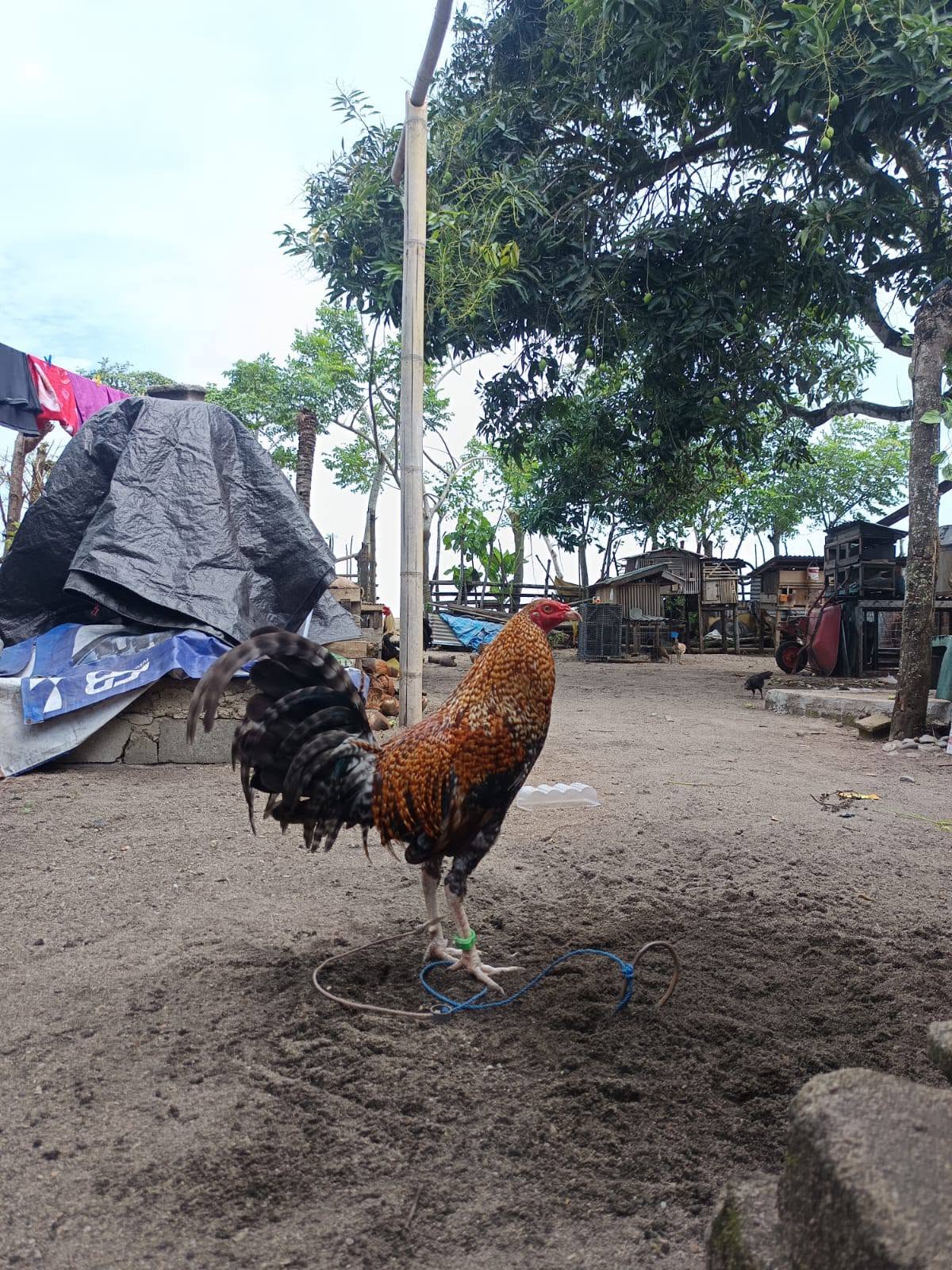 FOR SALE AYAM SIAP ADU – Kualitas Terbaik, Siap Kirim ke Seluruh Indonesia!