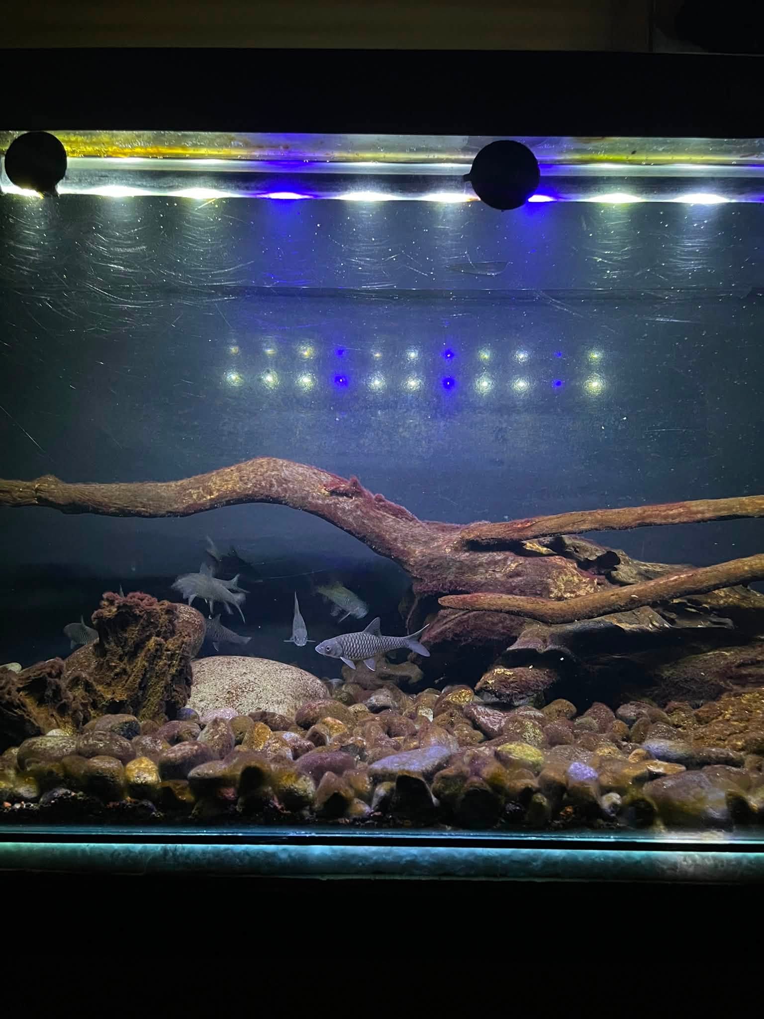 Jual Paket Fullset Aquarium + Iwak Masher Tombro, Tinggal Nyawang!