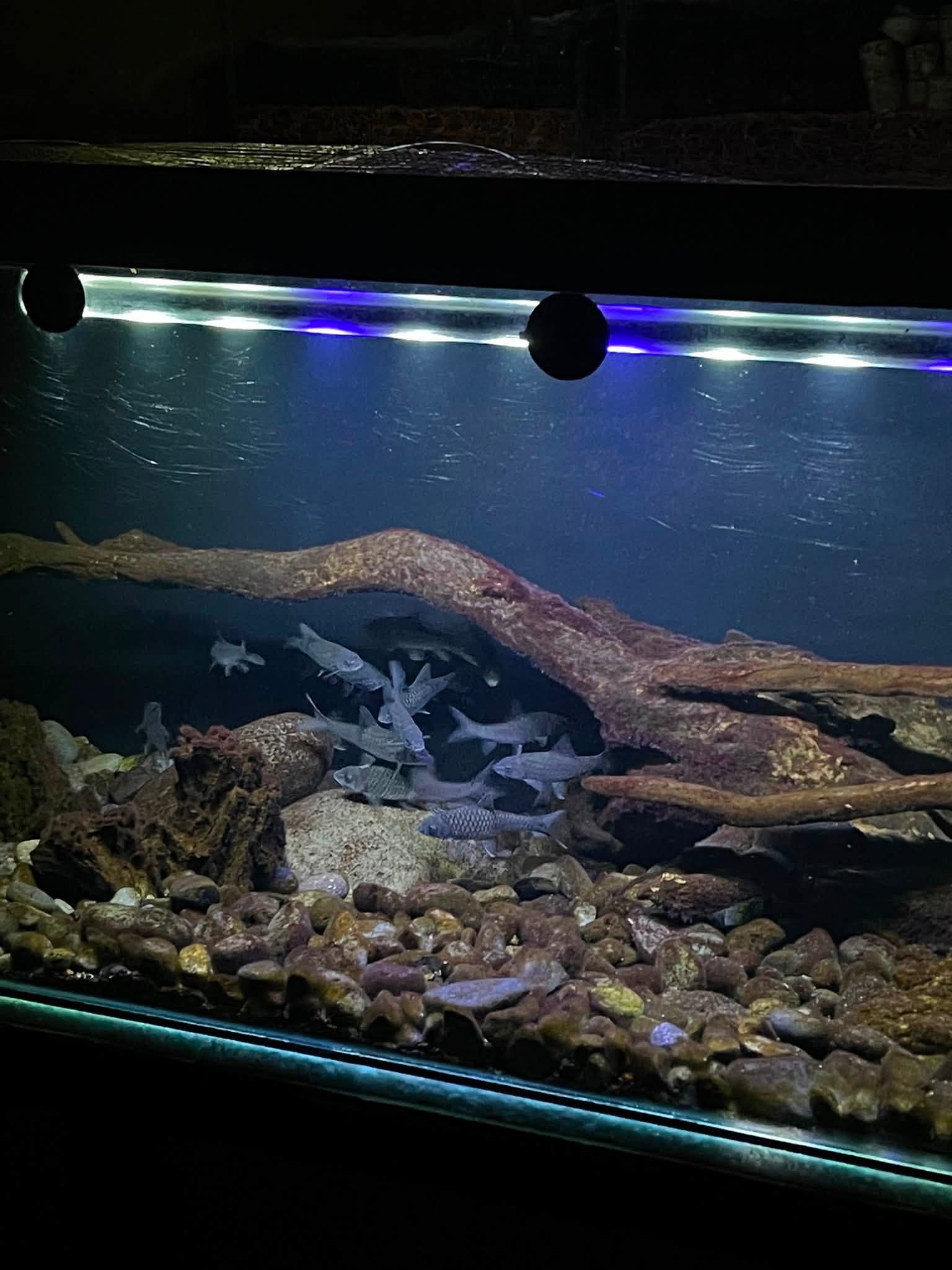 Jual Paket Fullset Aquarium + Iwak Masher Tombro, Tinggal Nyawang!