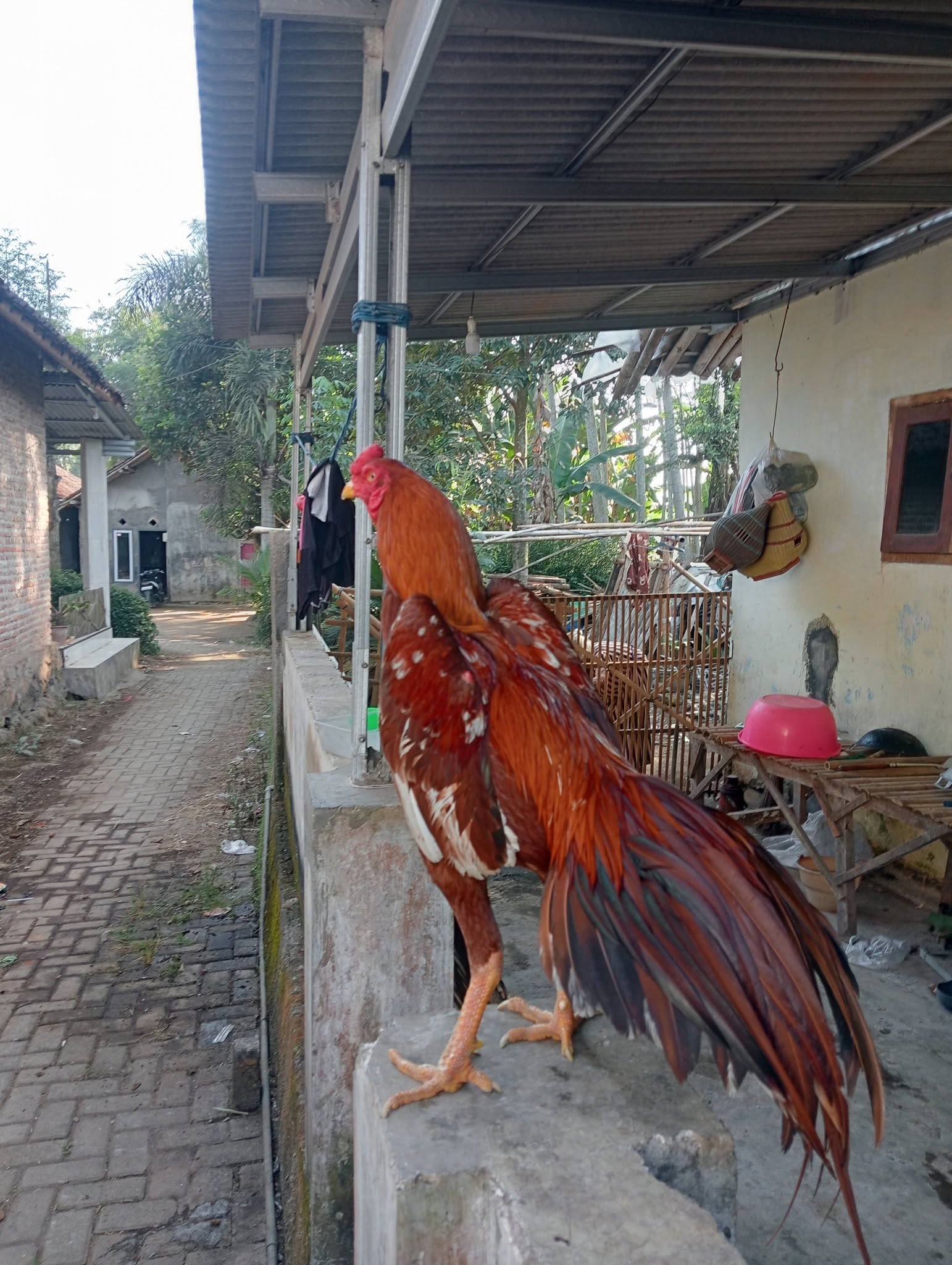 Jual Ayam Bangkok PAKOY ORI F1 Usia 8 Bulan – Trah Juara, Postur Istimewa