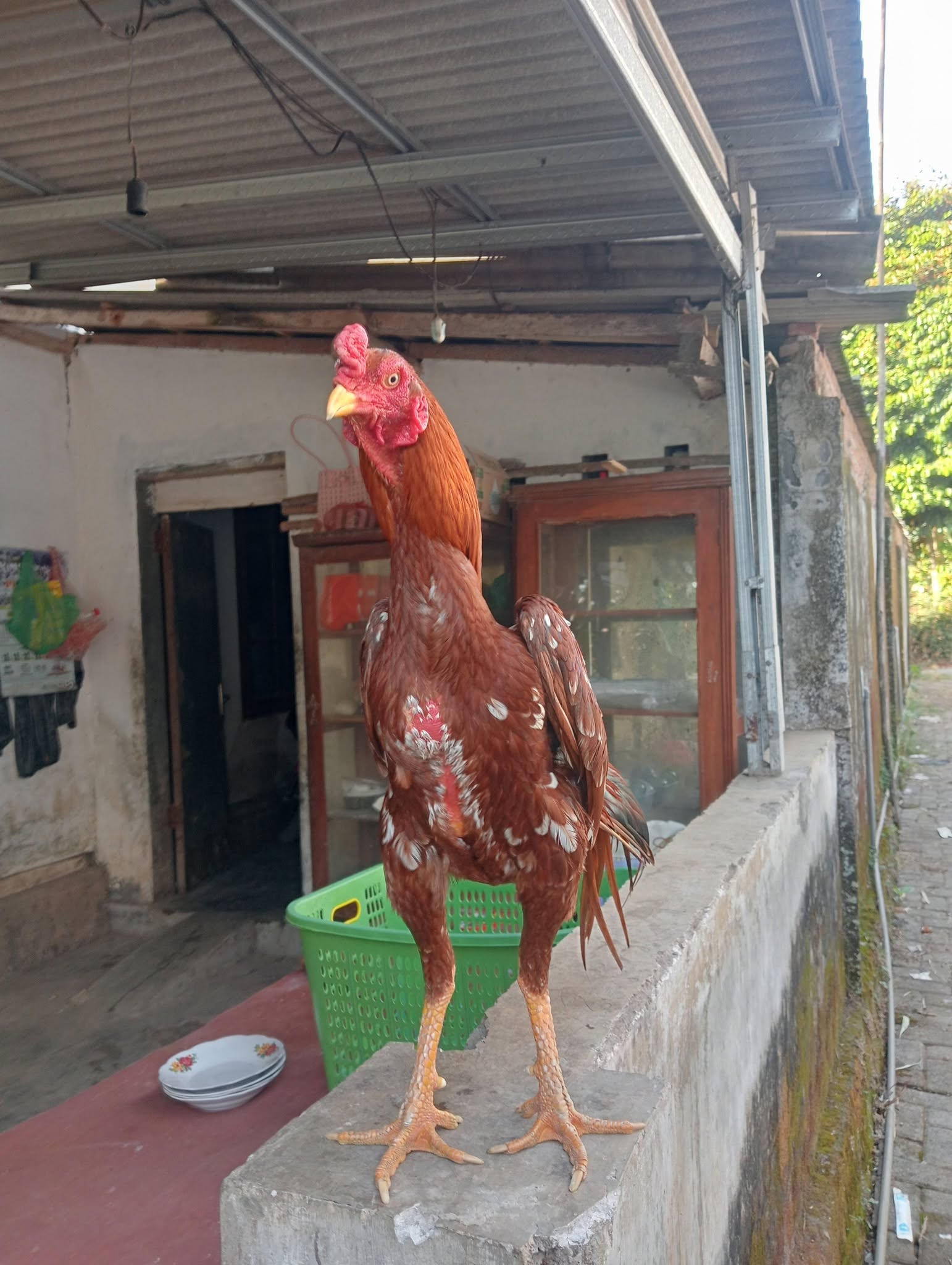 Jual Ayam Bangkok PAKOY ORI F1 Usia 8 Bulan – Trah Juara, Postur Istimewa