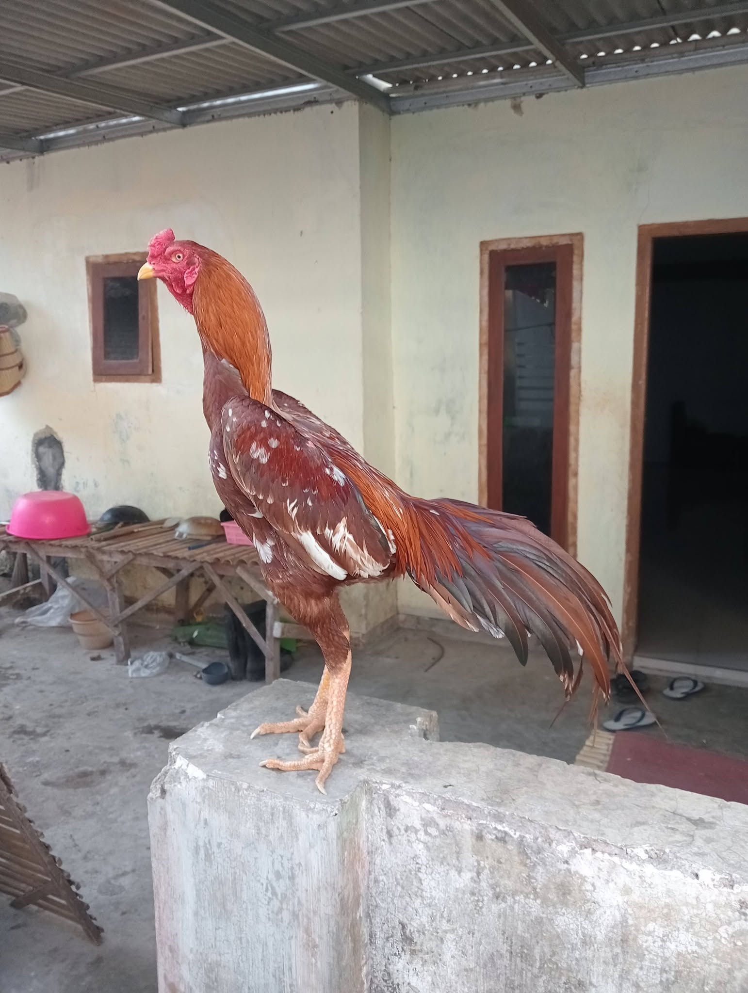 Jual Ayam Bangkok PAKOY ORI F1 Usia 8 Bulan – Trah Juara, Postur Istimewa