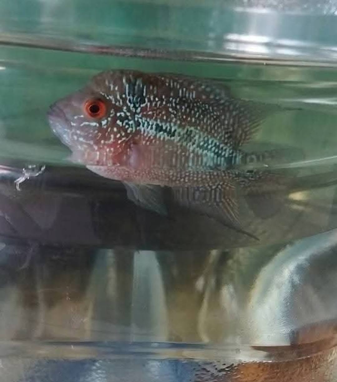 PAKET HEMAT IKAN HIAS – MURAH, SEHAT, SIAP RAWAT! 🔥