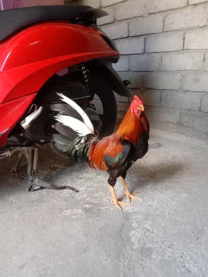 JUAL AYAM PISO IMBOX JO NYALI FULL – NO MINUS! 🔥