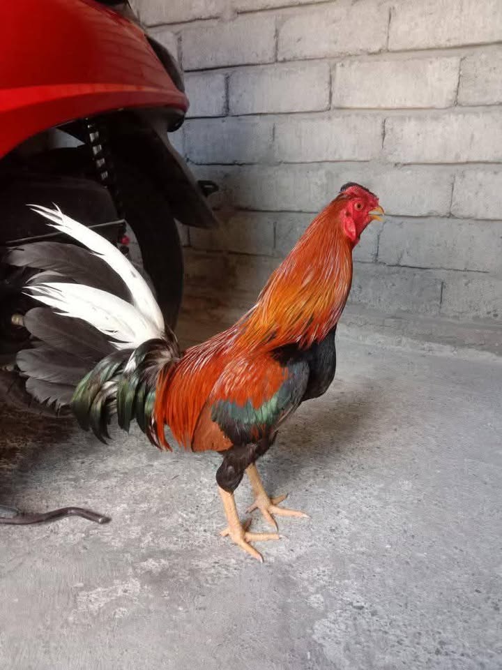 JUAL AYAM PISO IMBOX JO NYALI FULL – NO MINUS! 🔥