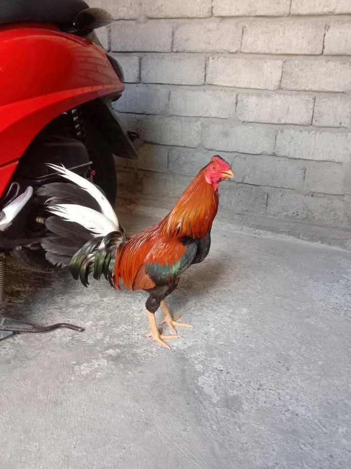 JUAL AYAM PISO IMBOX JO NYALI FULL – NO MINUS! 🔥