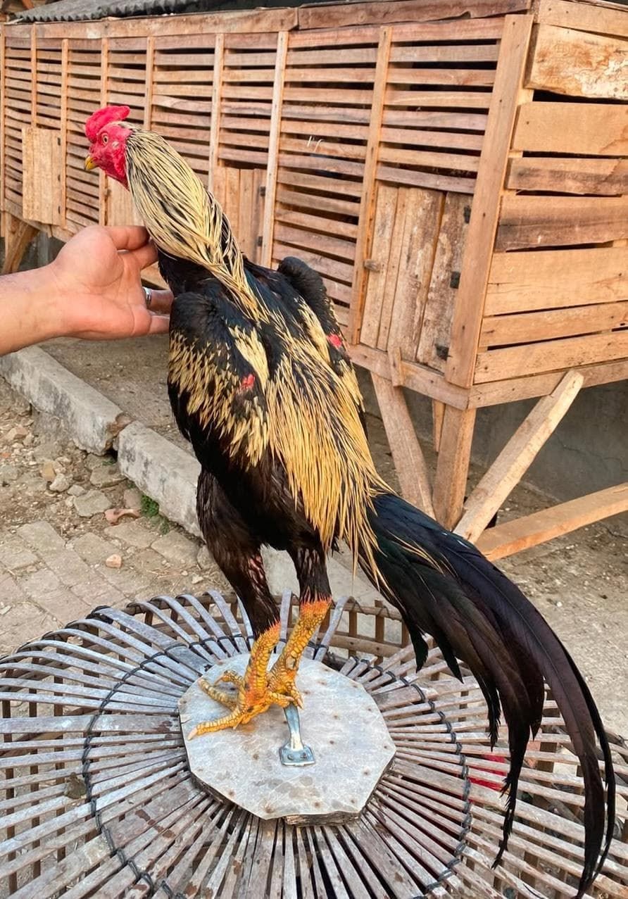 JUAL AYAM BANGKOK – CIKAMPEK 🐓