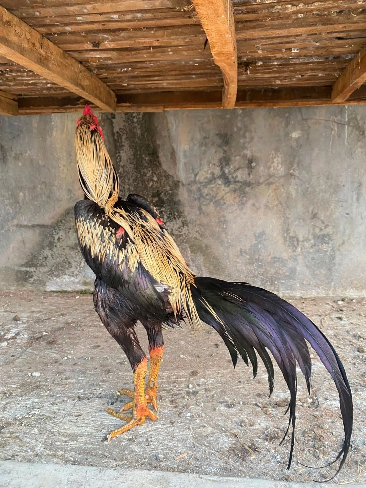 JUAL AYAM BANGKOK – CIKAMPEK 🐓