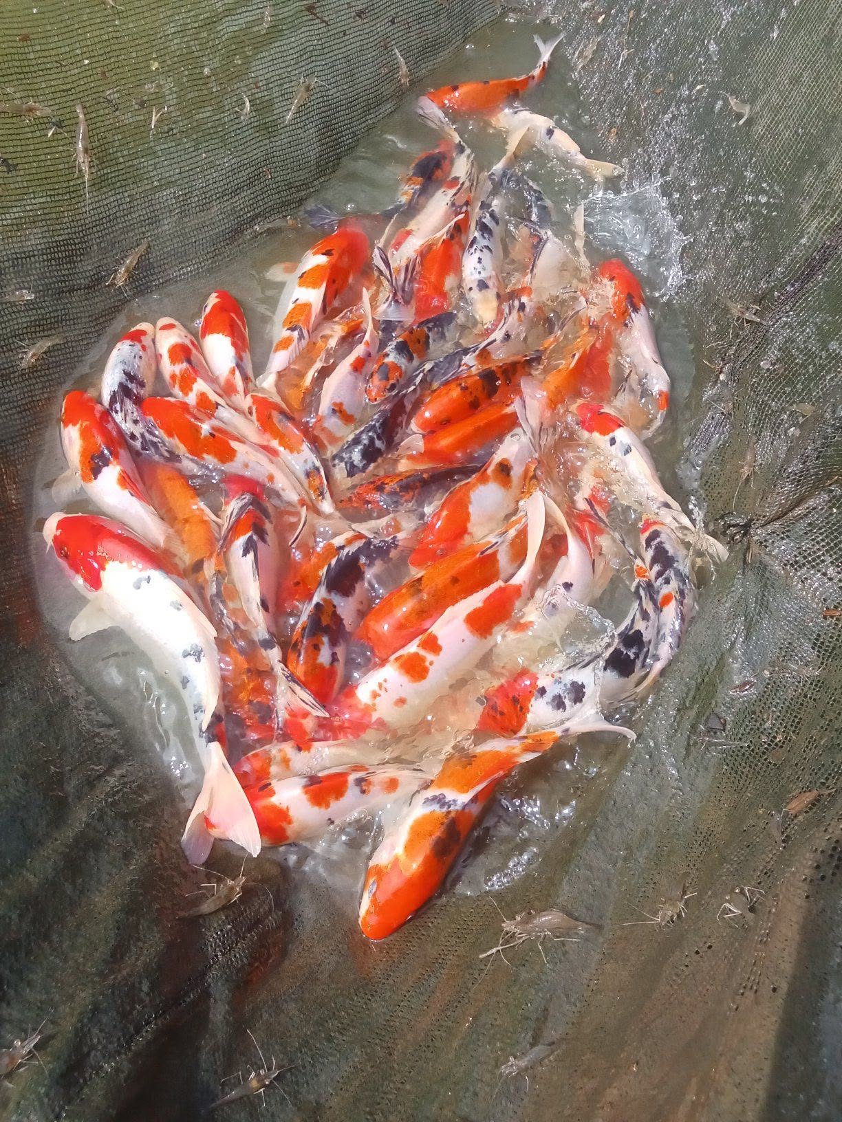 JUAL BELI IKAN HIAS & IKAN KONSUMSI – READY STOCK! 🐠