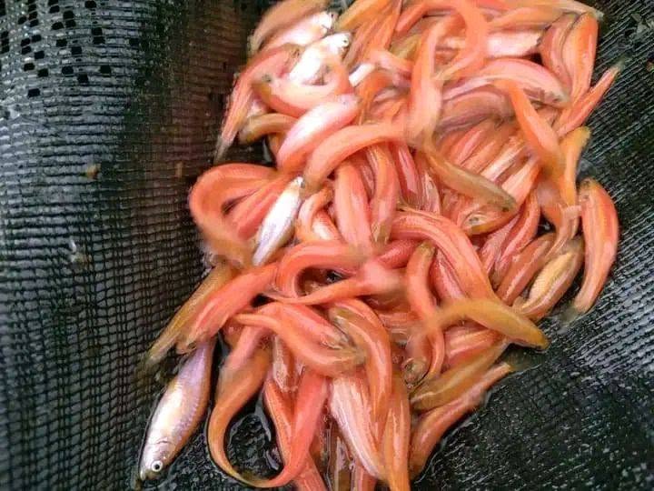 JUAL BELI IKAN HIAS & IKAN KONSUMSI – READY STOCK! 🐠