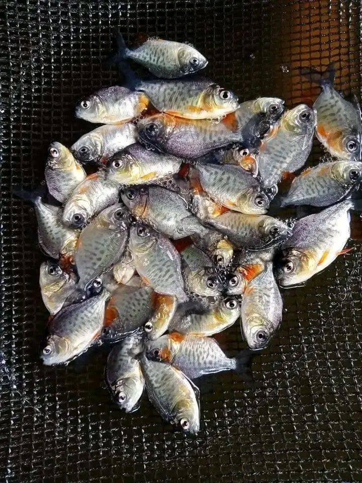 JUAL BELI IKAN HIAS & IKAN KONSUMSI – READY STOCK! 🐠