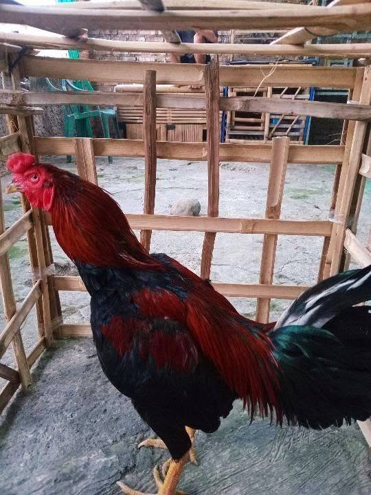 JUAL BU — AYAM BANGKOK SIAPAN, SATSET! 🐓🔥